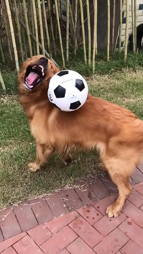 怎么训练狗接球