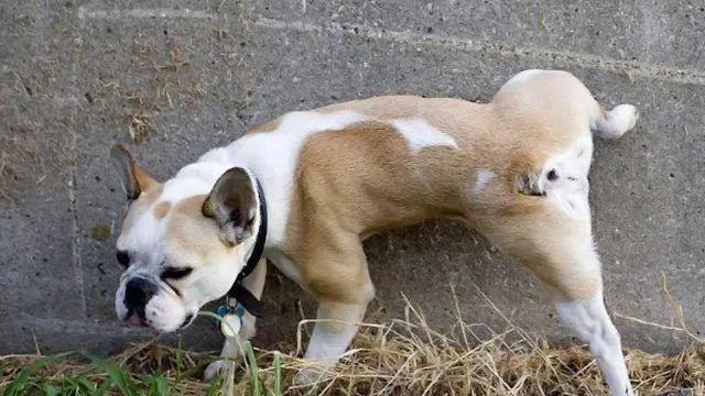 狗训练狗尿尿