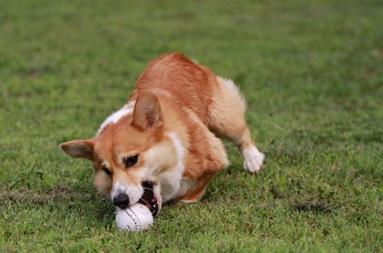 狗怎么训练他胆子