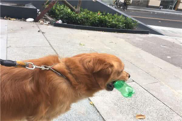 怎么让狗捡回东西