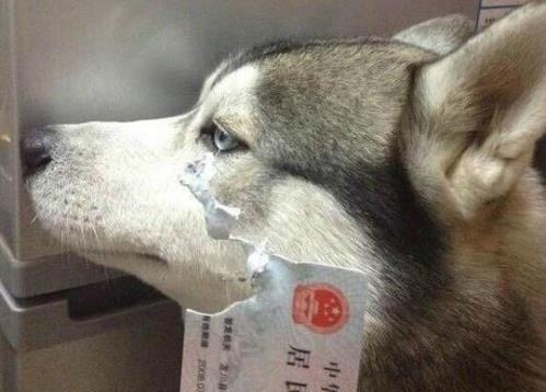 制止狗狗咬东西