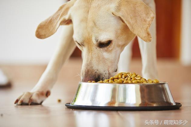狗得细小不吃东西怎么办