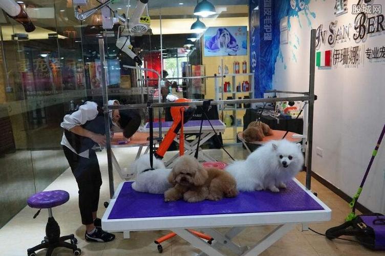 开宠物店需要学什么东西