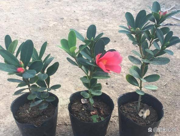 山茶花的栽培