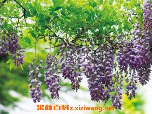 紫藤栽种养护注意事项