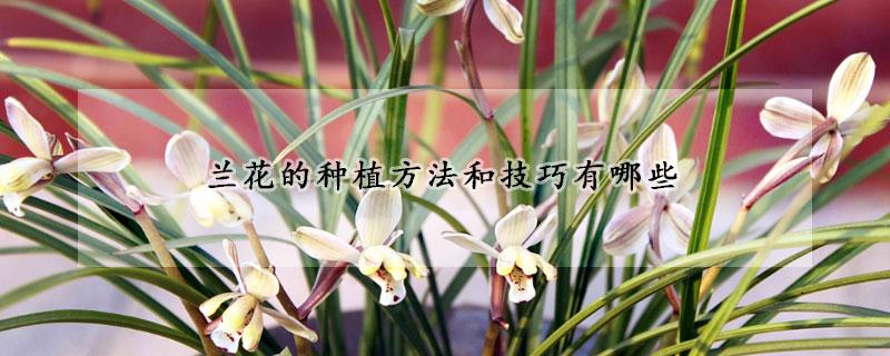 兰花栽培历史