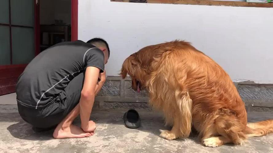 金毛怎么训练拿东西