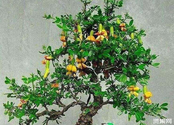 金雀花的养殖方法