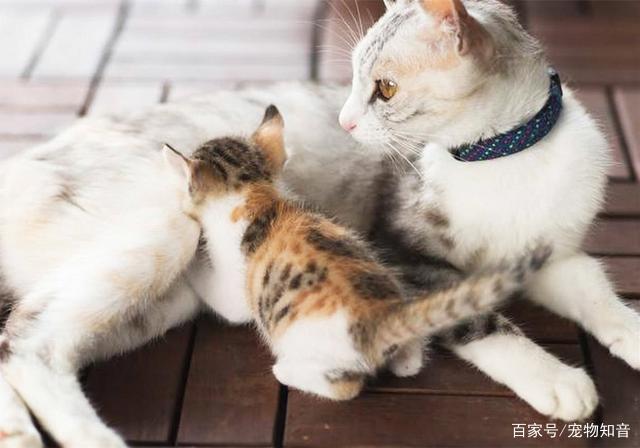 猫送人要注意什么东西