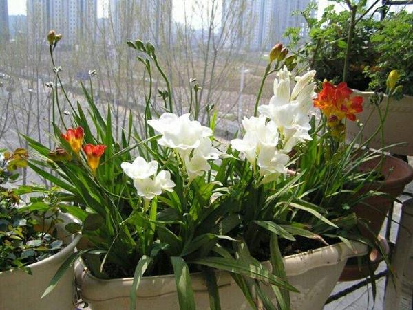 球根花卉的栽培要点