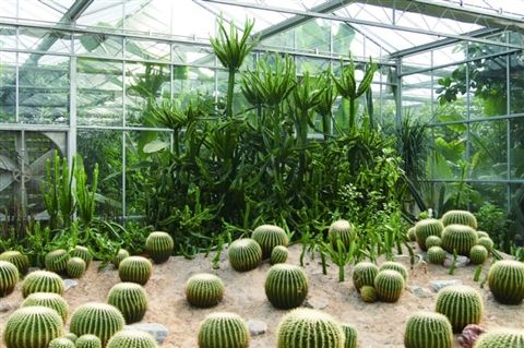 中国栽培植物