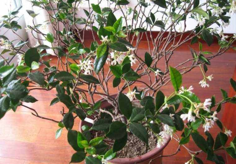 桂花冬季养殖方法