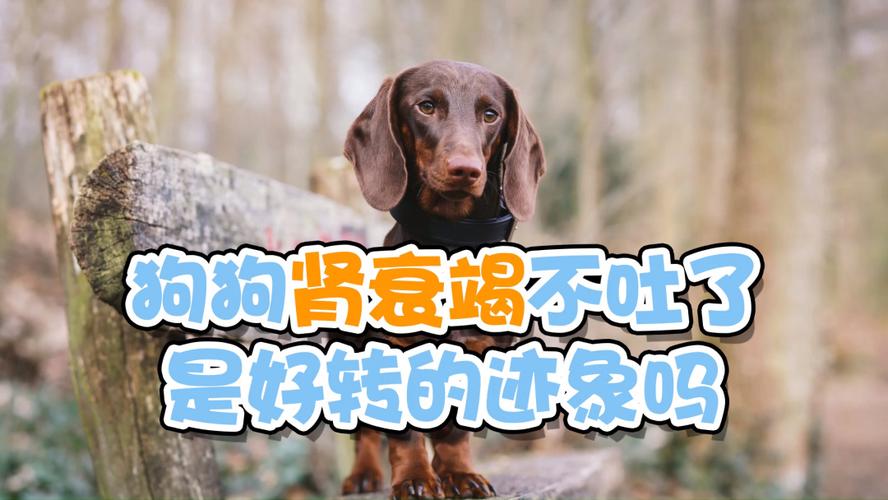狗狗肾衰一直不吃东西怎么办
