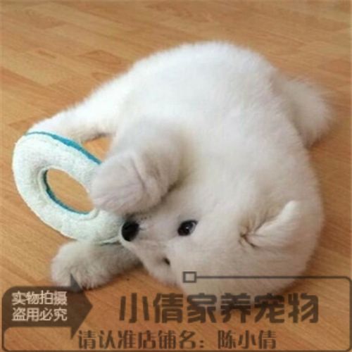 萨摩耶幼犬撕咬东西怎么办