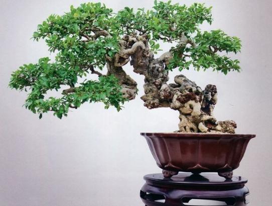 盘景花草栽培技术