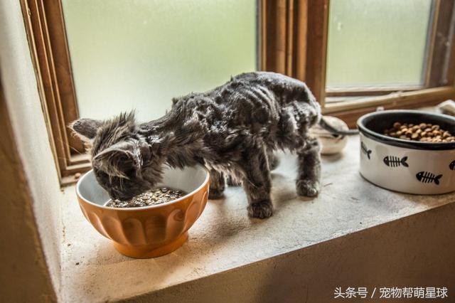 猫咪瘦了不怎么吃东西