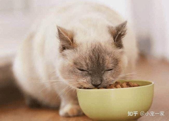 猫怀孕期间要注意什么东西不能吃什么东西