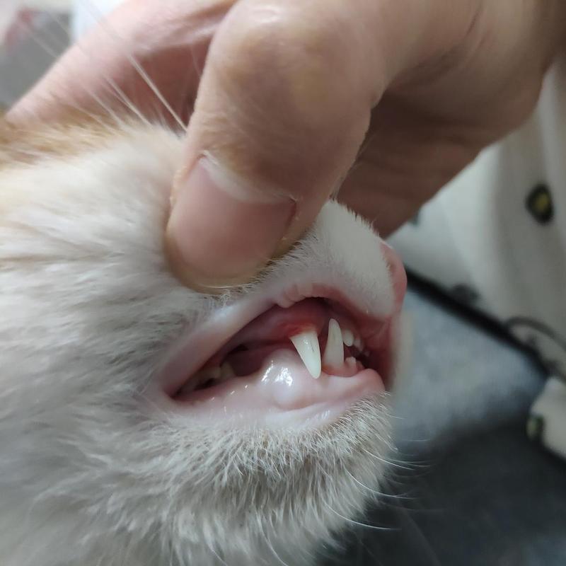 猫 牙龈长东西怎么办