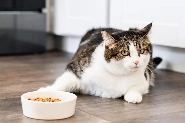 猫突然不吃东西爱睡觉