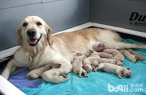 狗生完孩子不吃东西