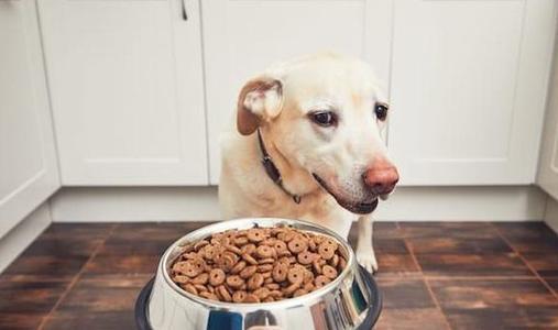 怎么训练狗狗不偷吃东西