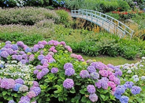 庭院栽培花