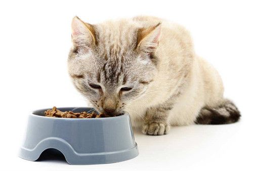 猫呕吐完不吃东西怎么办