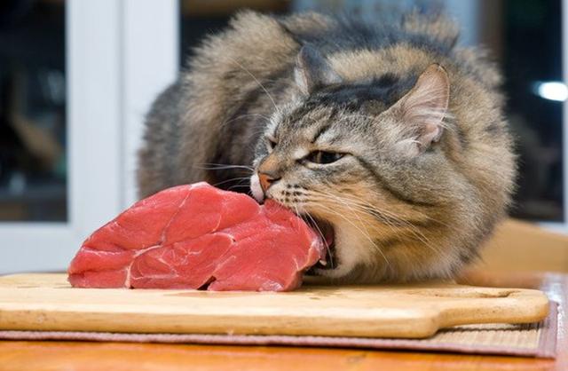 猫猫一直吃东西怎么办