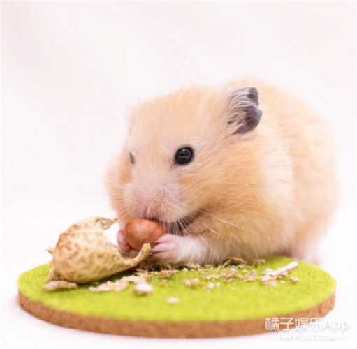 仓鼠不吃东西怎么喂