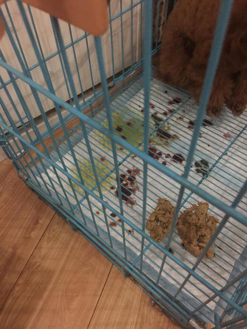 贵宾犬吃东西吐出来怎么办