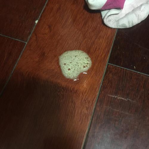 小狗吐出的东西没消化