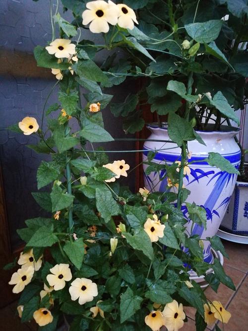 黑眼花 苏珊 翼叶山牵牛 栽培