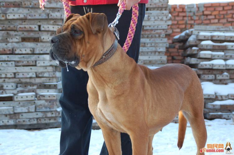 怎么训练斗犬