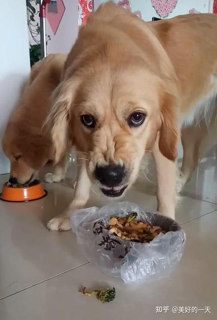 狗犬护食训练