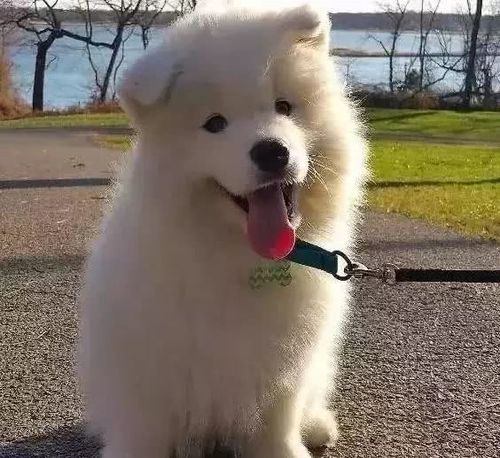 怎样训练萨摩耶叼东西