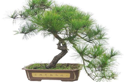 松树盆景用风化砂栽培
