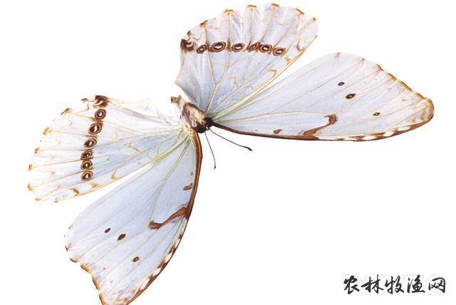 白蝴蝶的栽培技术