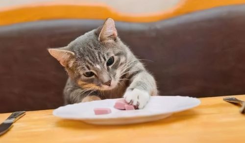 猫新家不吃东西怎么办
