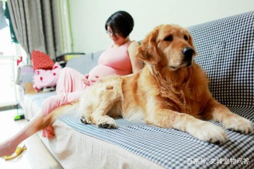 怀孕养狗狗都需要检查什么东西怎么办