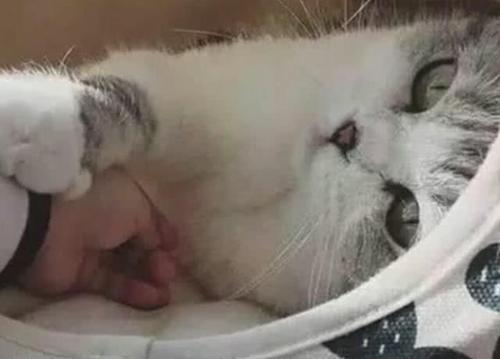 猫咪突然瘫痪 不吃东西