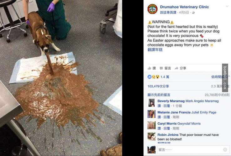 狗呕吐东西怎么办啊