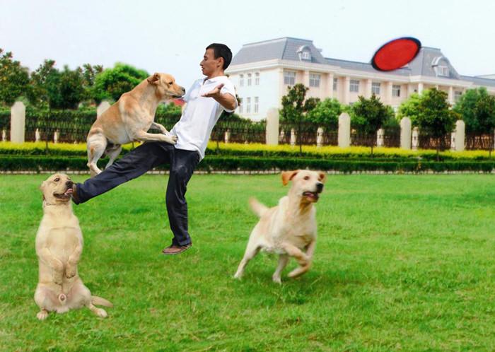 如何训练犬的科目训练视频