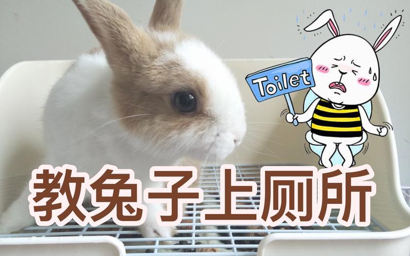 如何训练小白兔大小便