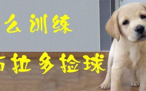 怎么训练狗捡东西视频