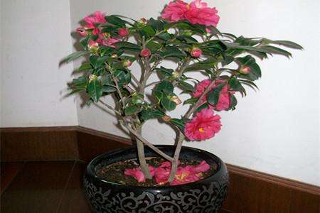 冬茶花的养植