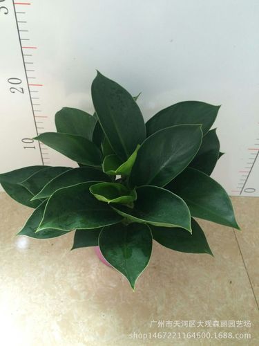观叶植物小苹果的栽培