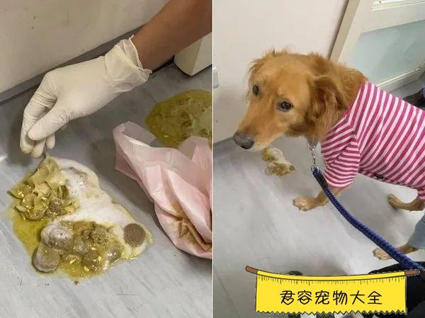 狗狗吐吃的东西是怎么回事