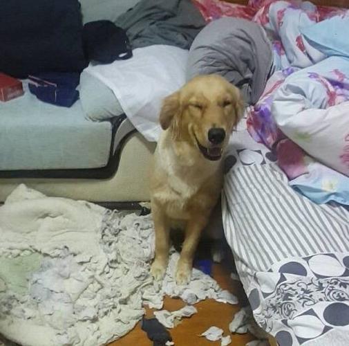 金毛老撕东西怎么办