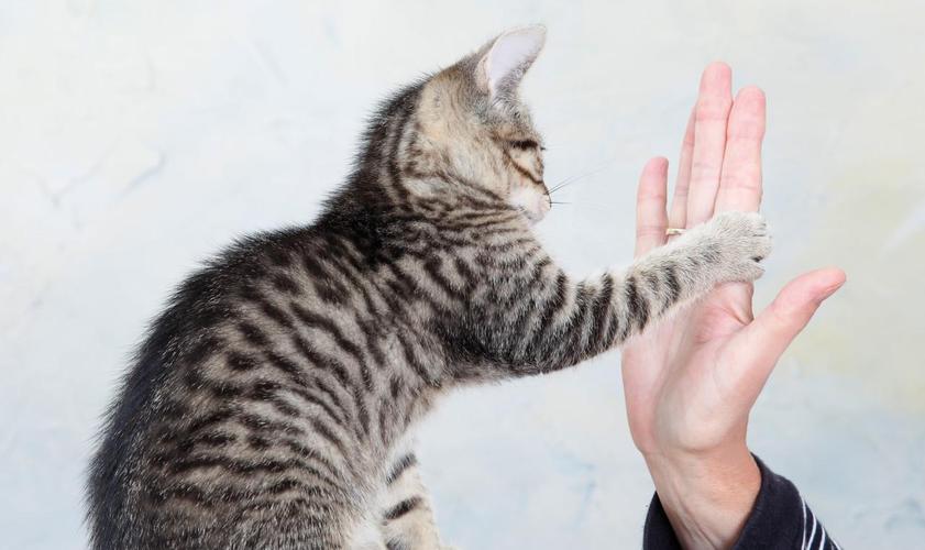 训练猫的方法