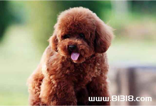 泰迪狗吐血 不吃东西怎么办